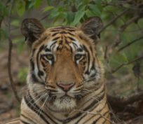 wildtravelove.com